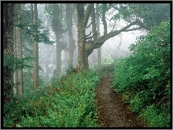 Las, ścieżka